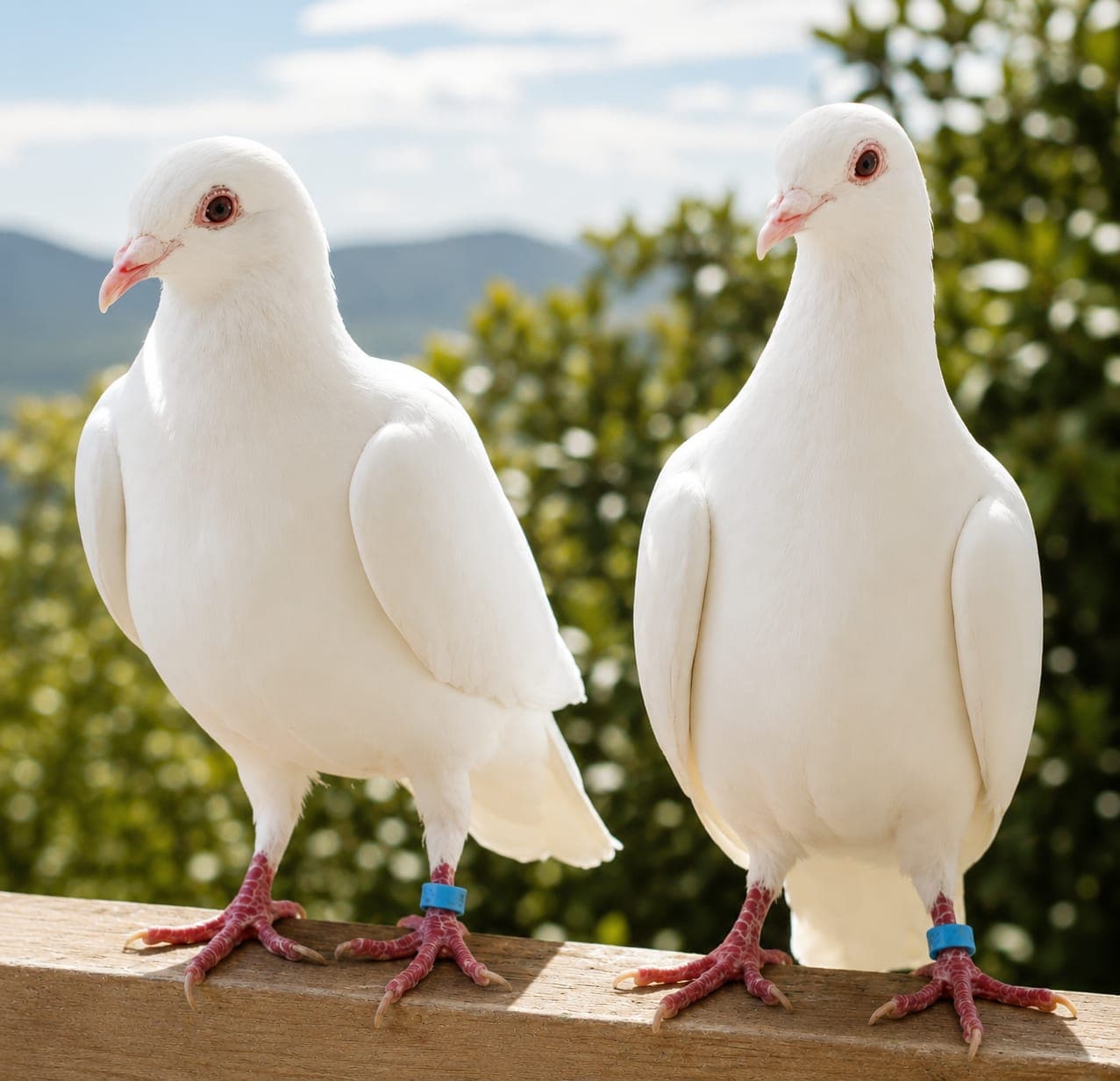 Two white doves perched side by side on a wooden rail with mountains behind