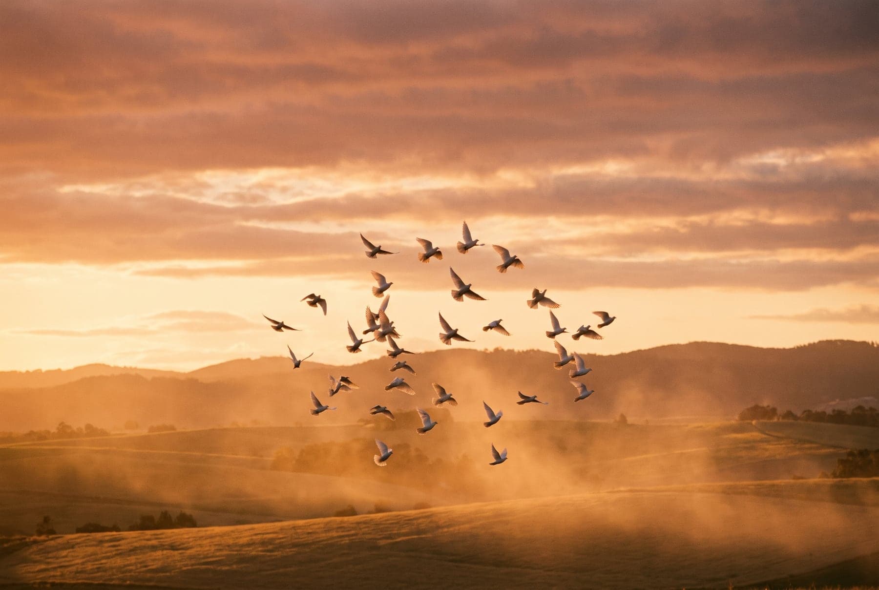 A flock of white doves rising into a warm golden sunset sky