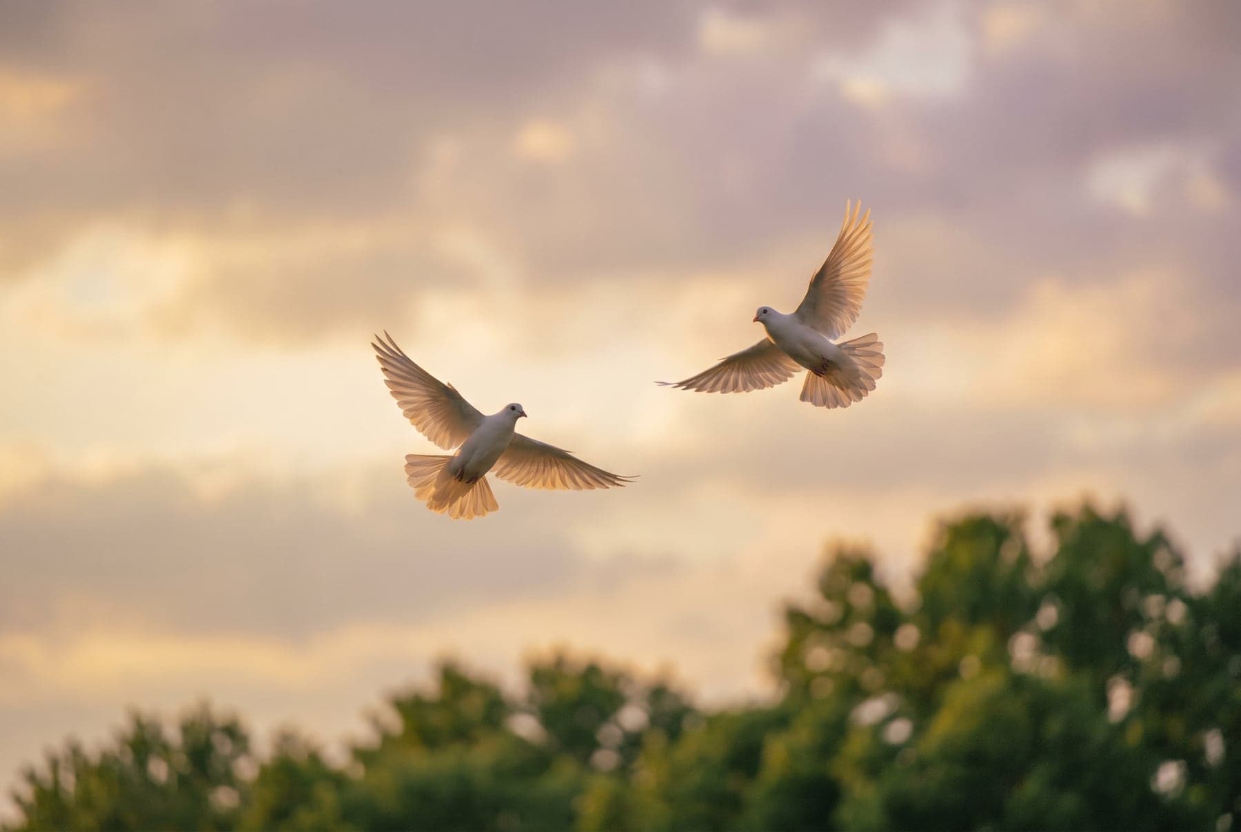 Two white doves ascending together into a warm dusk sky